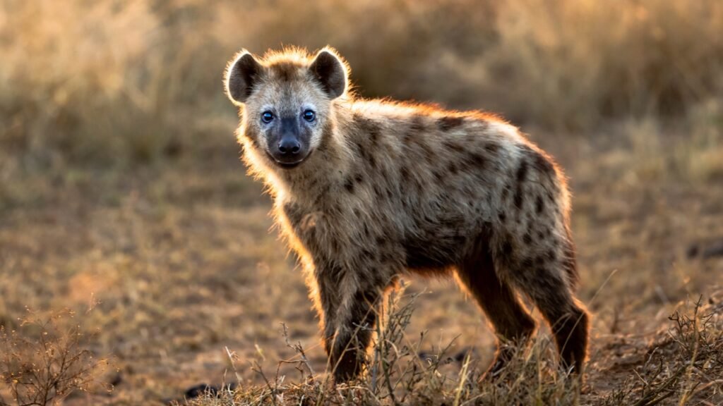 hyena