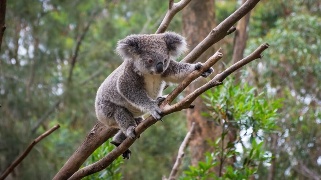 koala